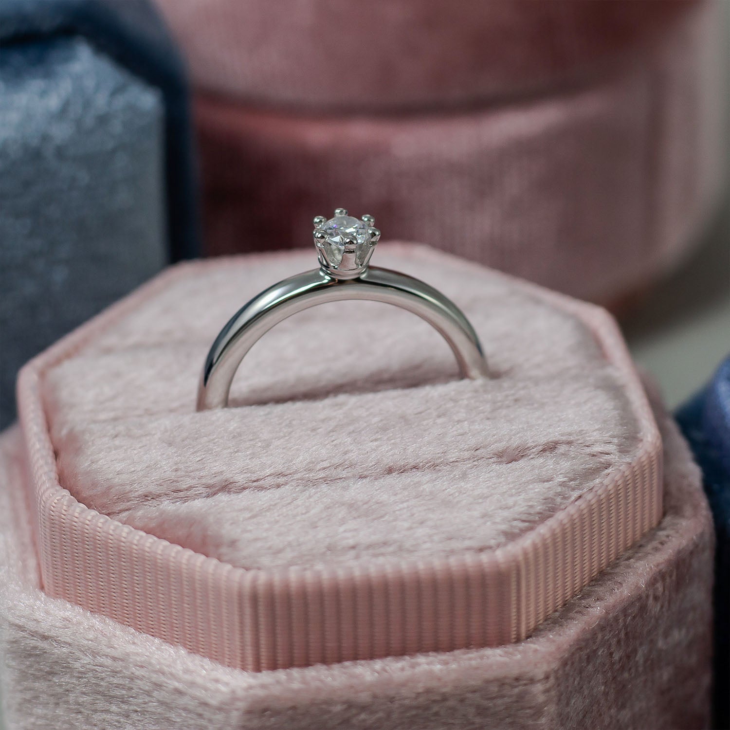 Ring Cerura